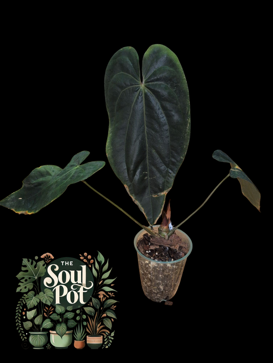 Anthurium Papillilaminum × Crystallinum Inverse – Velvet & Veins Unleashed!