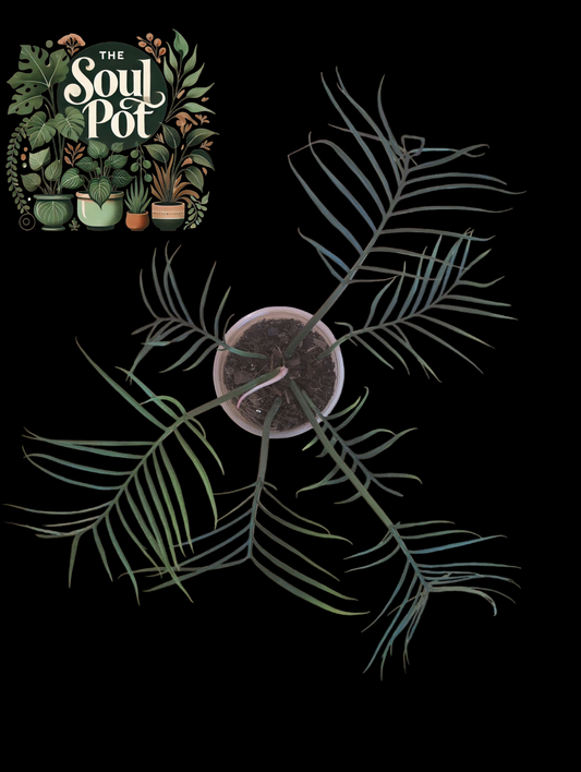 Philodendron Tortum