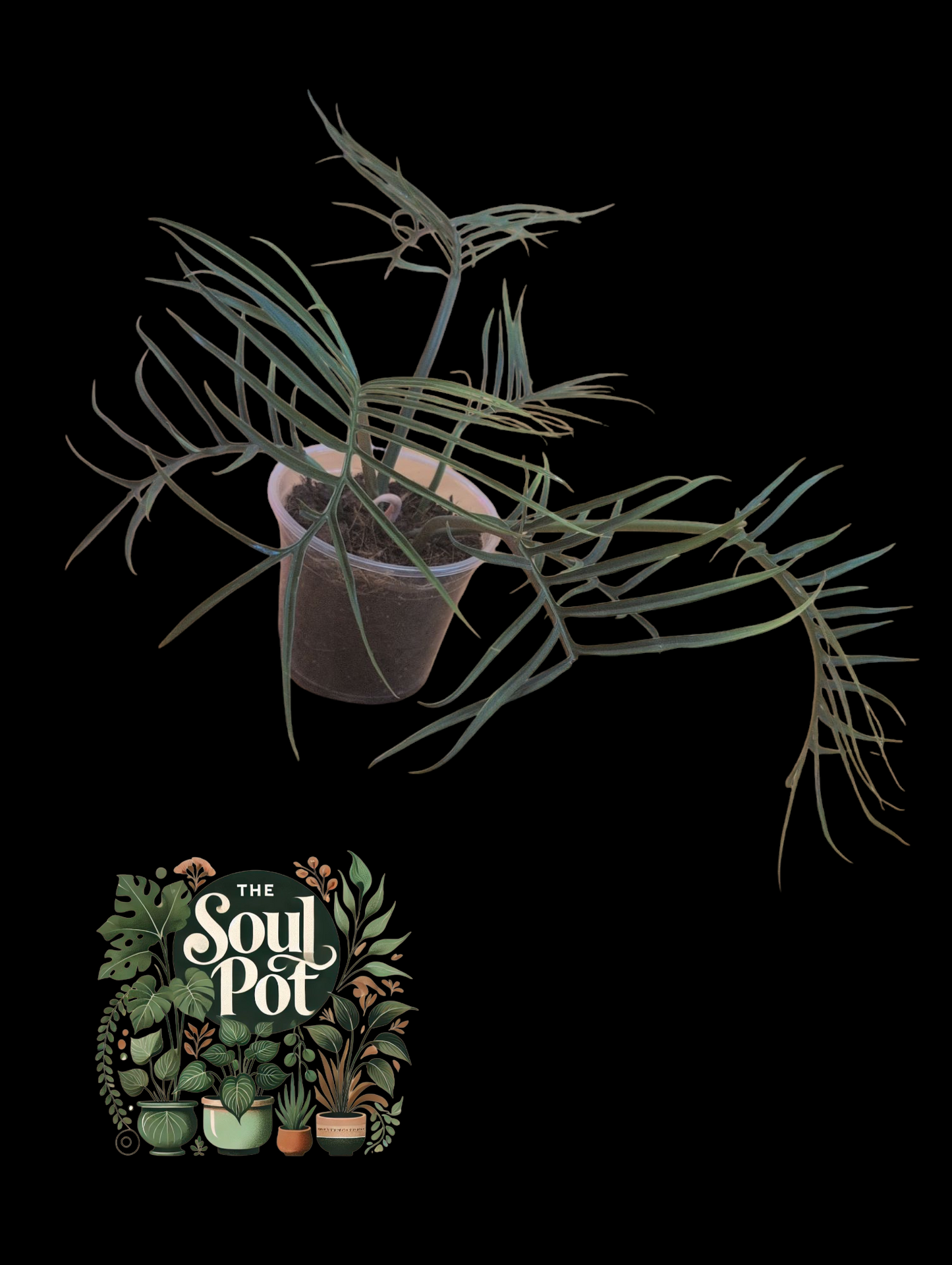 Philodendron Tortum